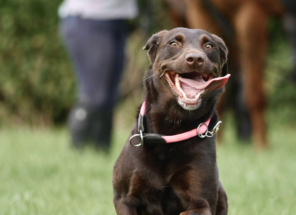 Hund Elsa rennt durch Gras